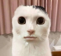 ぽんかんち